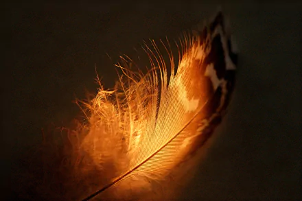 photography feather HD Desktop Wallpaper | Background Image