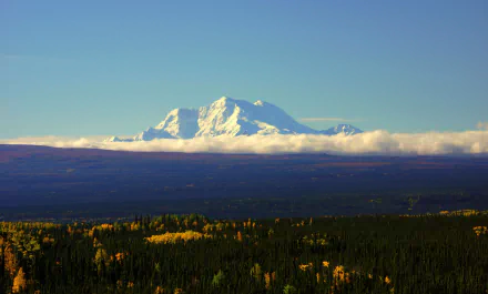 HD desktop wallpaper showcasing Alaska's mountain landscape with a forest in the foreground beneath a clear sky.