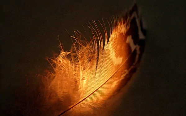 photography feather HD Desktop Wallpaper | Background Image