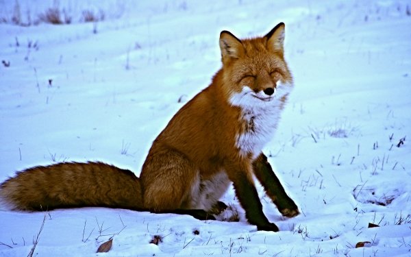 Animal Fox Snow Winter Smile HD Wallpaper | Background Image