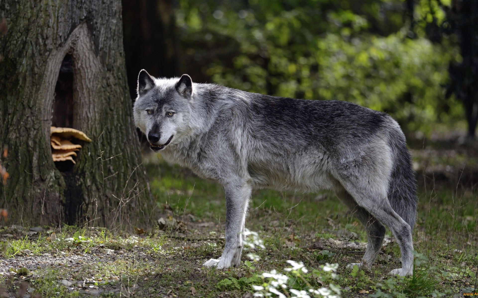 Download Animal Wolf HD Wallpaper