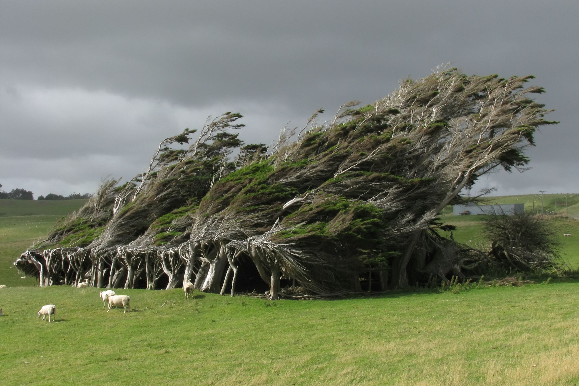 windswept trees in New Zealand
