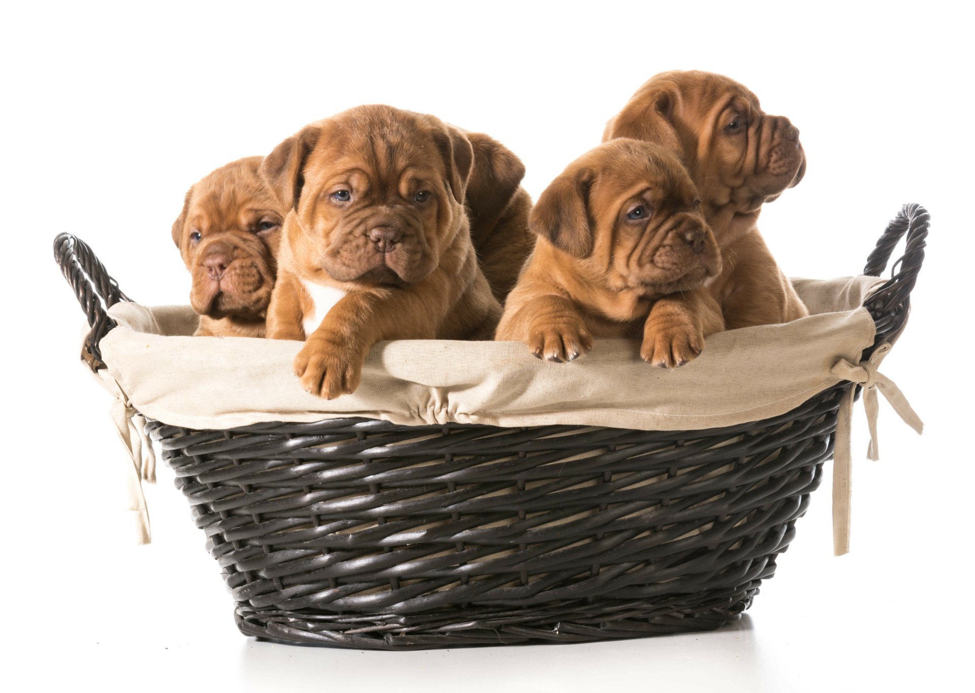 Three wrinkled brown puppies cuddled in a wicker basket — 4K Ultra HD PC desktop wallpaper and background, animal puppy portrait.