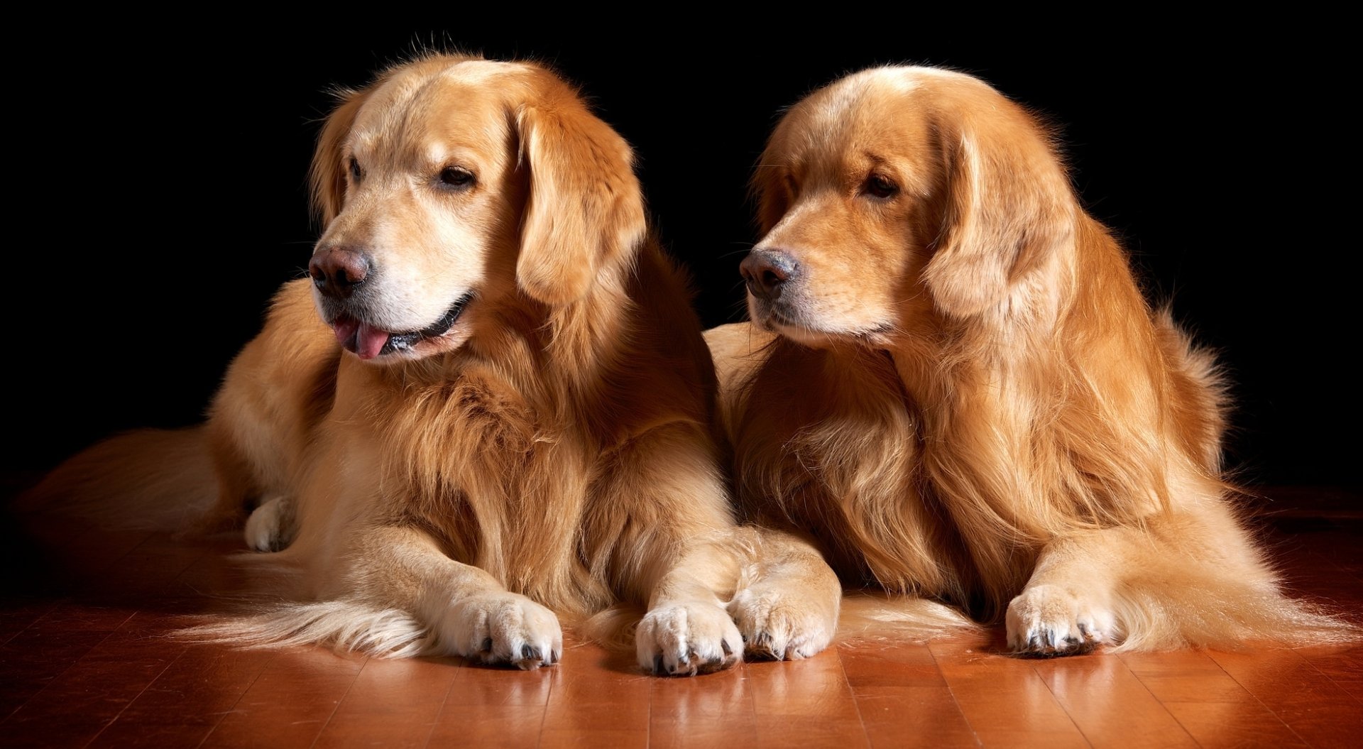 A stunning HD wallpaper featuring two golden retriever puppies resting side by side, radiating warmth and charm against a dark background.