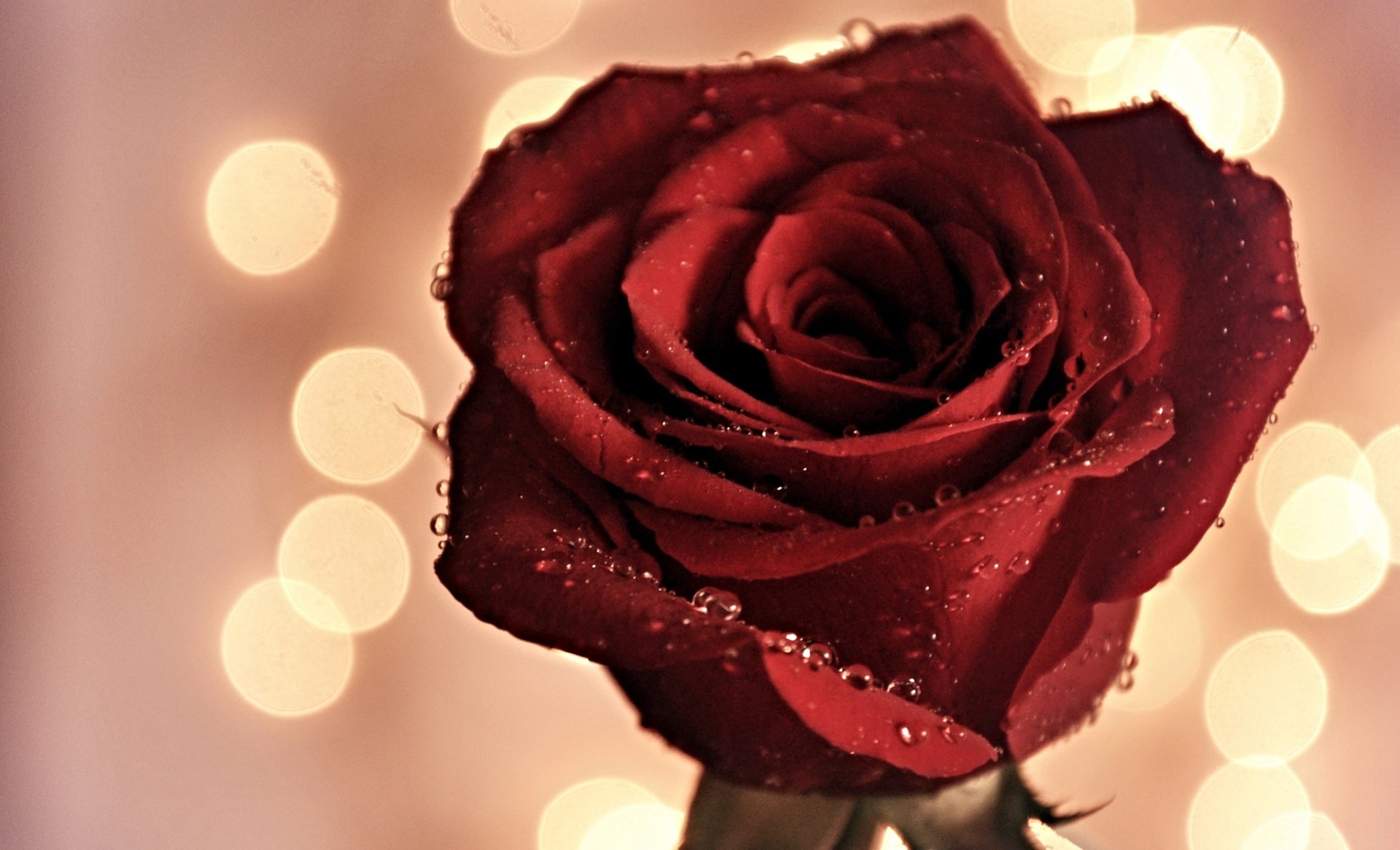 Close-up macro of a red rose with water drops, set against a softly blurred background, captured in HD for a detailed and natural desktop wallpaper.