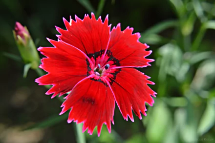  Red Dianthus