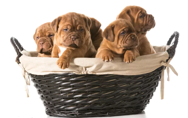 Three wrinkled brown puppies cuddled in a wicker basket — 4K Ultra HD PC desktop wallpaper and background, animal puppy portrait.