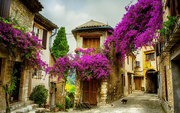 A picturesque street in Provence, France, adorned with vibrant purple flowers and charming architecture, creating a captivating man-made scene.