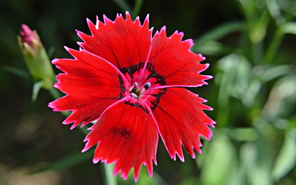  Red Dianthus