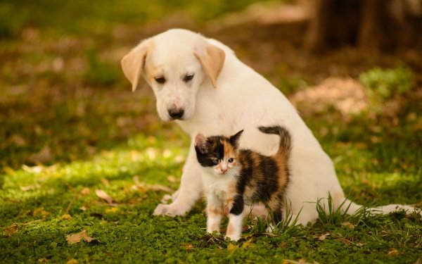 Animal Cat & Dog Dog Puppy Kitten Cat Bokeh Cute HD Wallpaper | Background Image