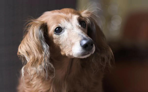 bokeh Animal dog old dog HD Desktop Wallpaper | Background Image