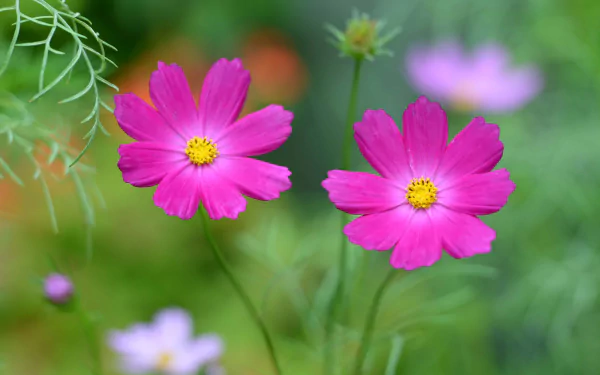 close-up pink flower flower nature Cosmos (Plant) HD Desktop Wallpaper | Background Image