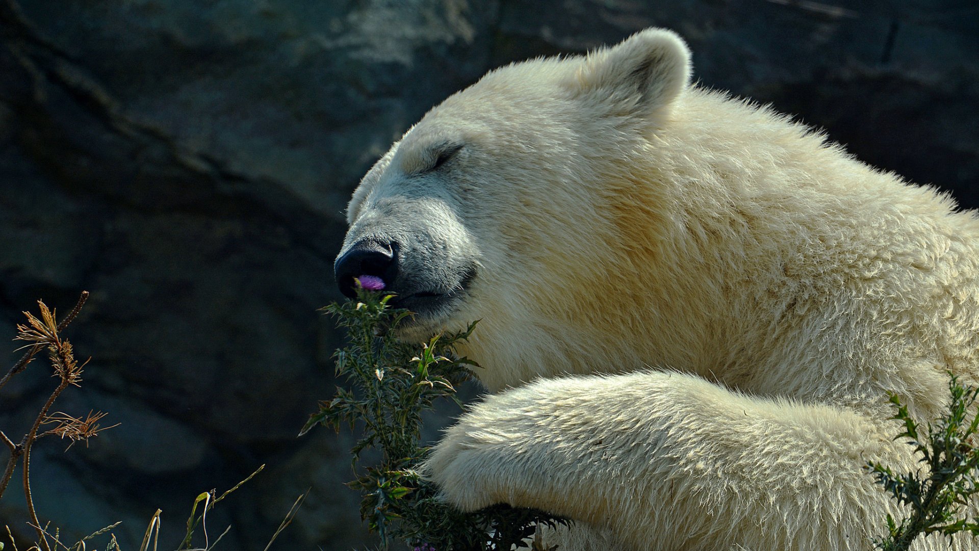 A serene polar bear gently nibbles on a flower, surrounded by a rocky backdrop. This stunning HD image captures the beauty of nature and wildlife.