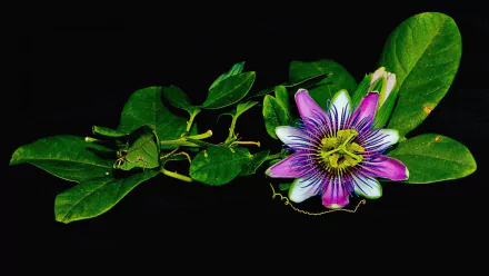 passiflora stem leaf flower nature passion flower HD Desktop Wallpaper | Background Image