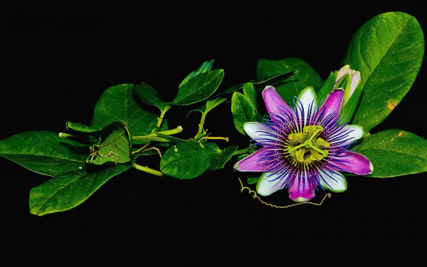 passiflora stem leaf flower nature passion flower HD Desktop Wallpaper | Background Image