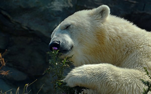 Animal Polar Bear Bears Bear Flower HD Wallpaper | Background Image