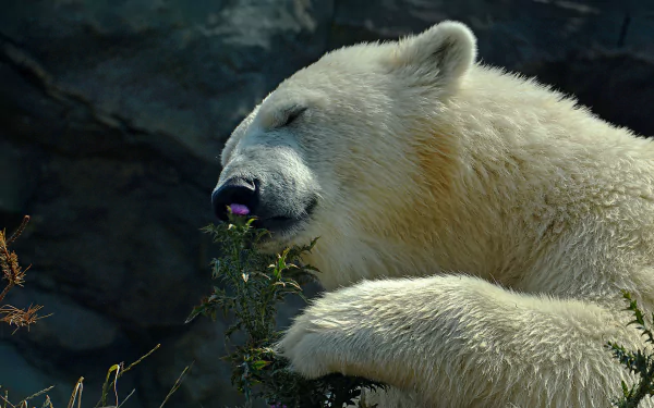 A serene polar bear gently nibbles on a flower, surrounded by a rocky backdrop. This stunning HD image captures the beauty of nature and wildlife.