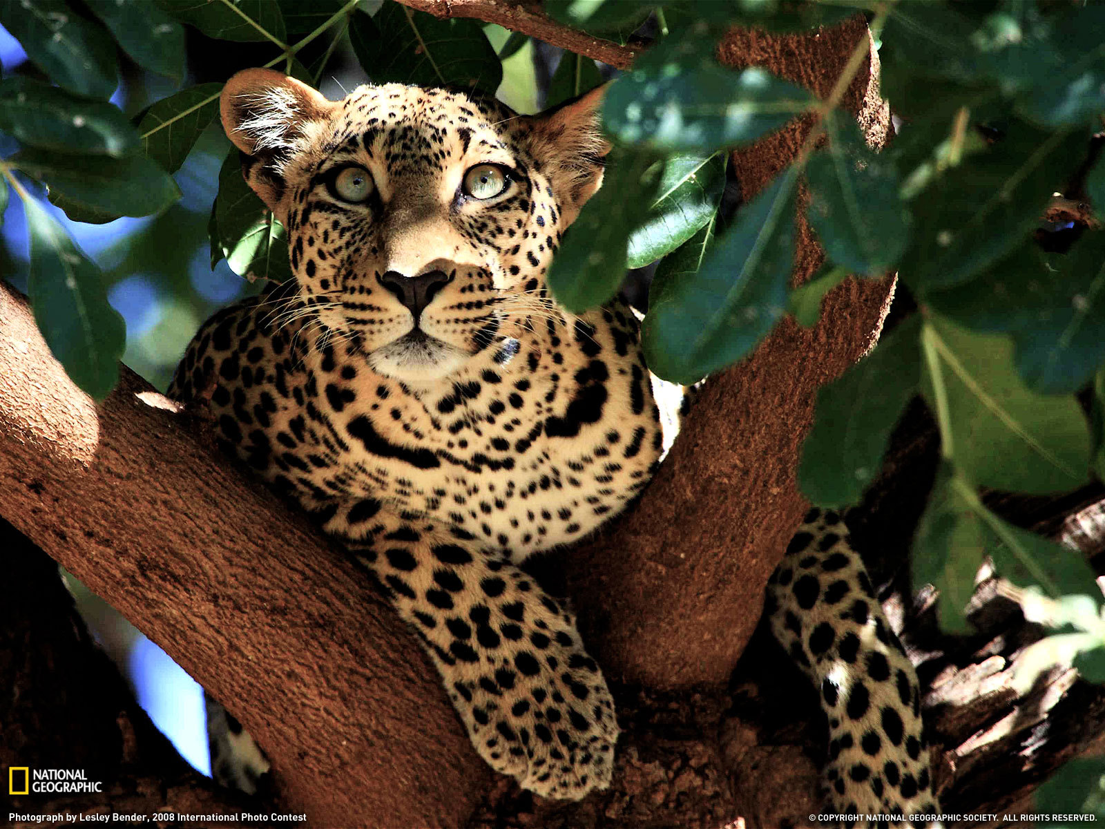 Download Closeup Leaf Branch Animal Leopard Wallpaper by Lesley Bender