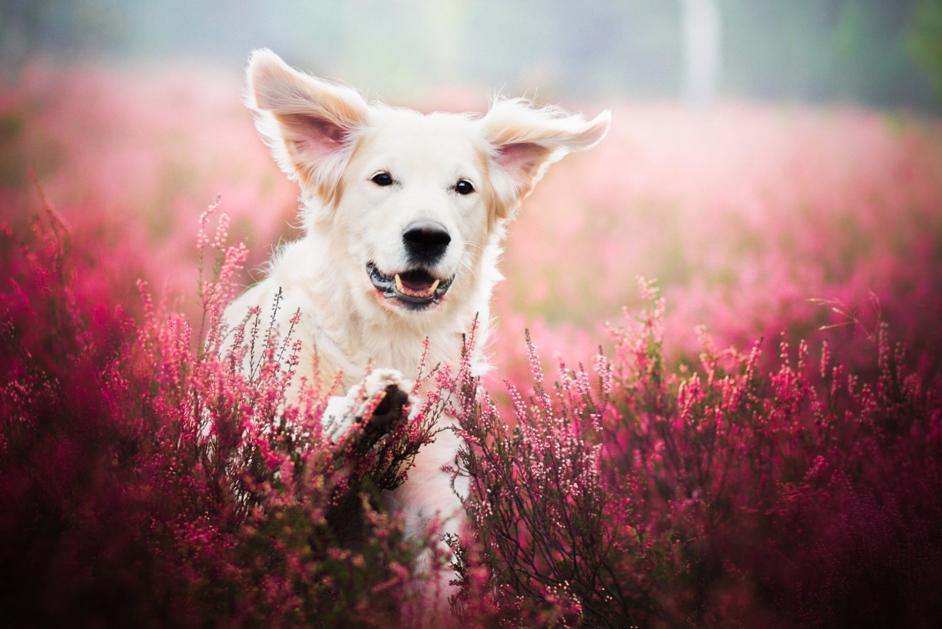 A joyful puppy runs through a vibrant lavender field with soft bokeh in the background, captured in a high-definition desktop wallpaper quality.