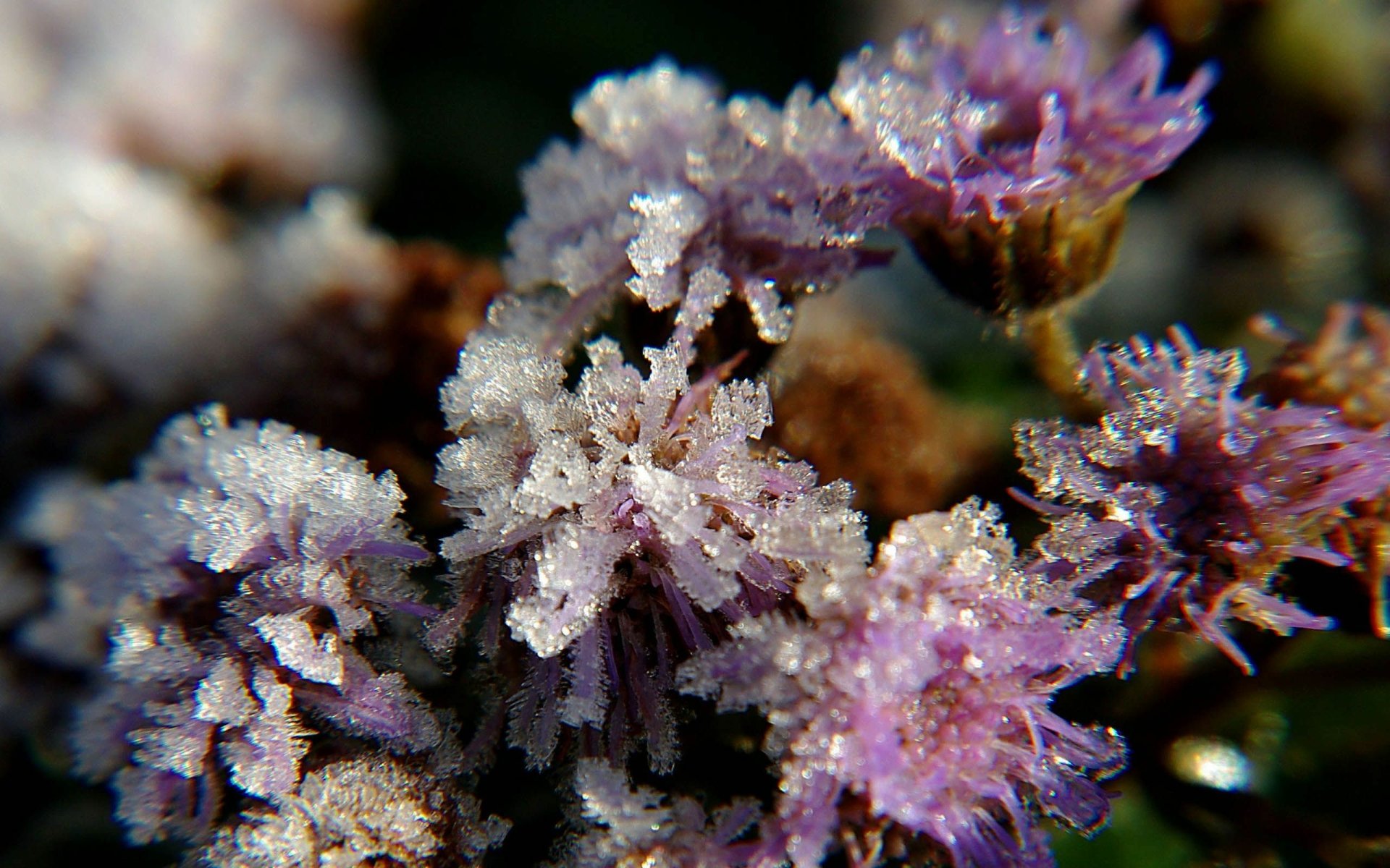 Download Wildflower Purple Frozen Nature Flower HD Wallpaper
