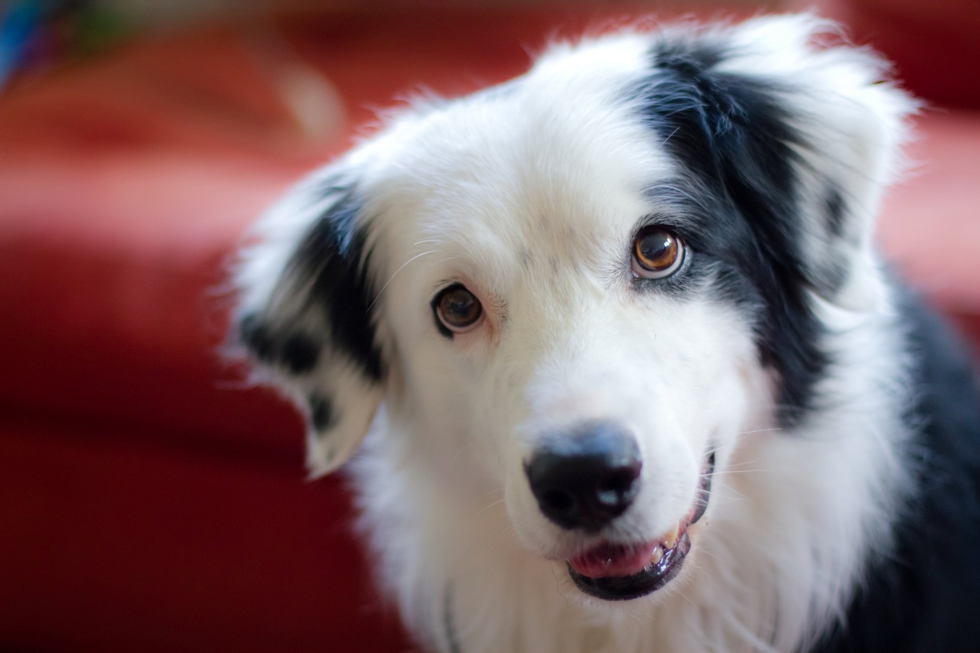 Download Dog Animal Border Collie HD Wallpaper by Anda Stavri