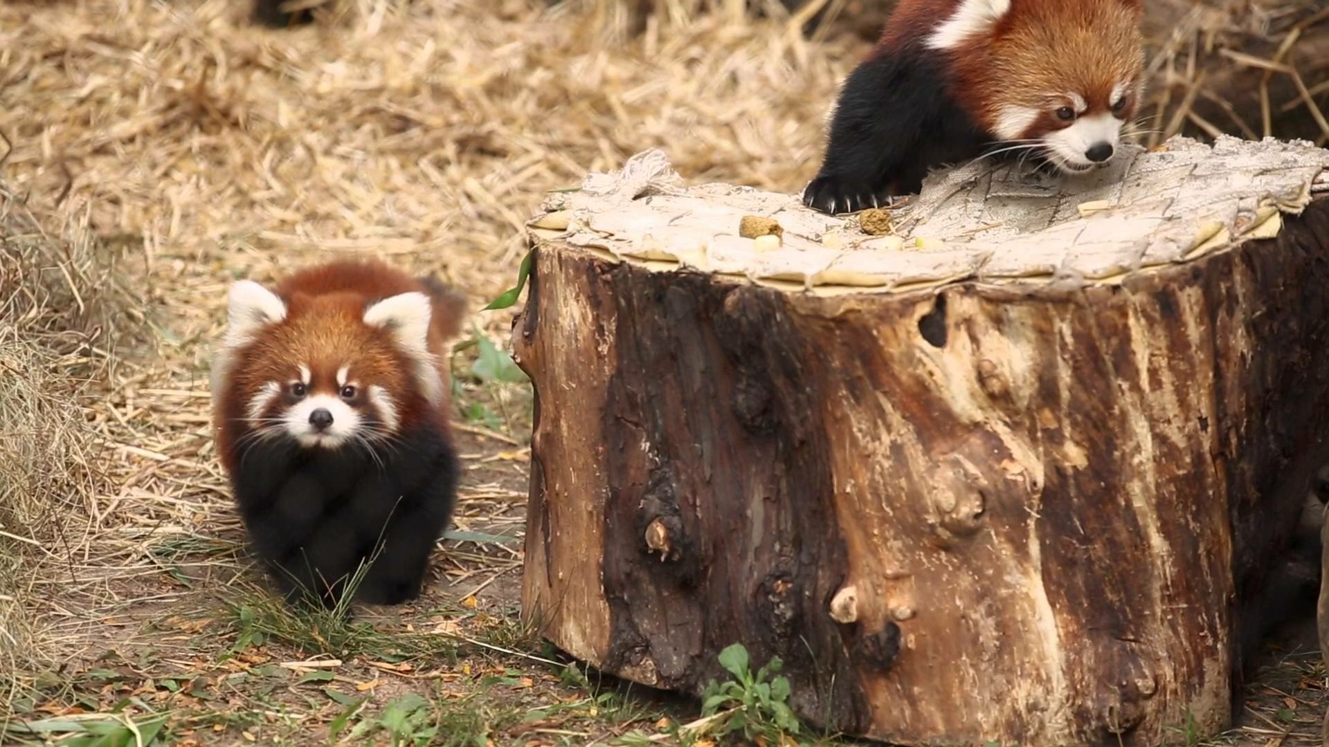 Download Zoo Chicago Animal Red Panda HD Wallpaper