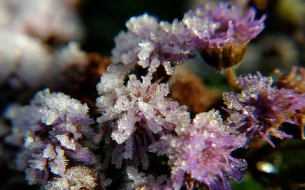  frosted purple wild flower