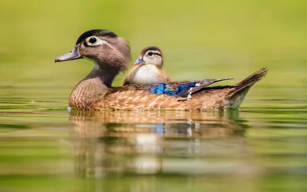 HD desktop wallpaper featuring a cute baby wood duck duckling riding on its mother's back, gliding peacefully over green-hued water.