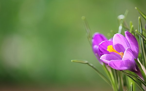 Nature Crocus Flowers Petal Macro Flower HD Wallpaper | Background Image