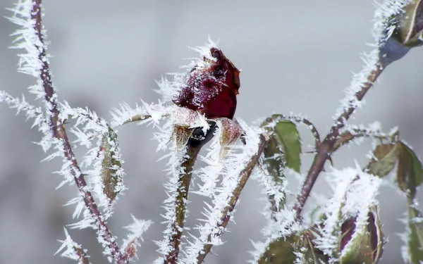  frosted roses