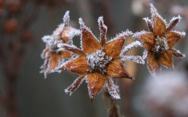  frosted flower
