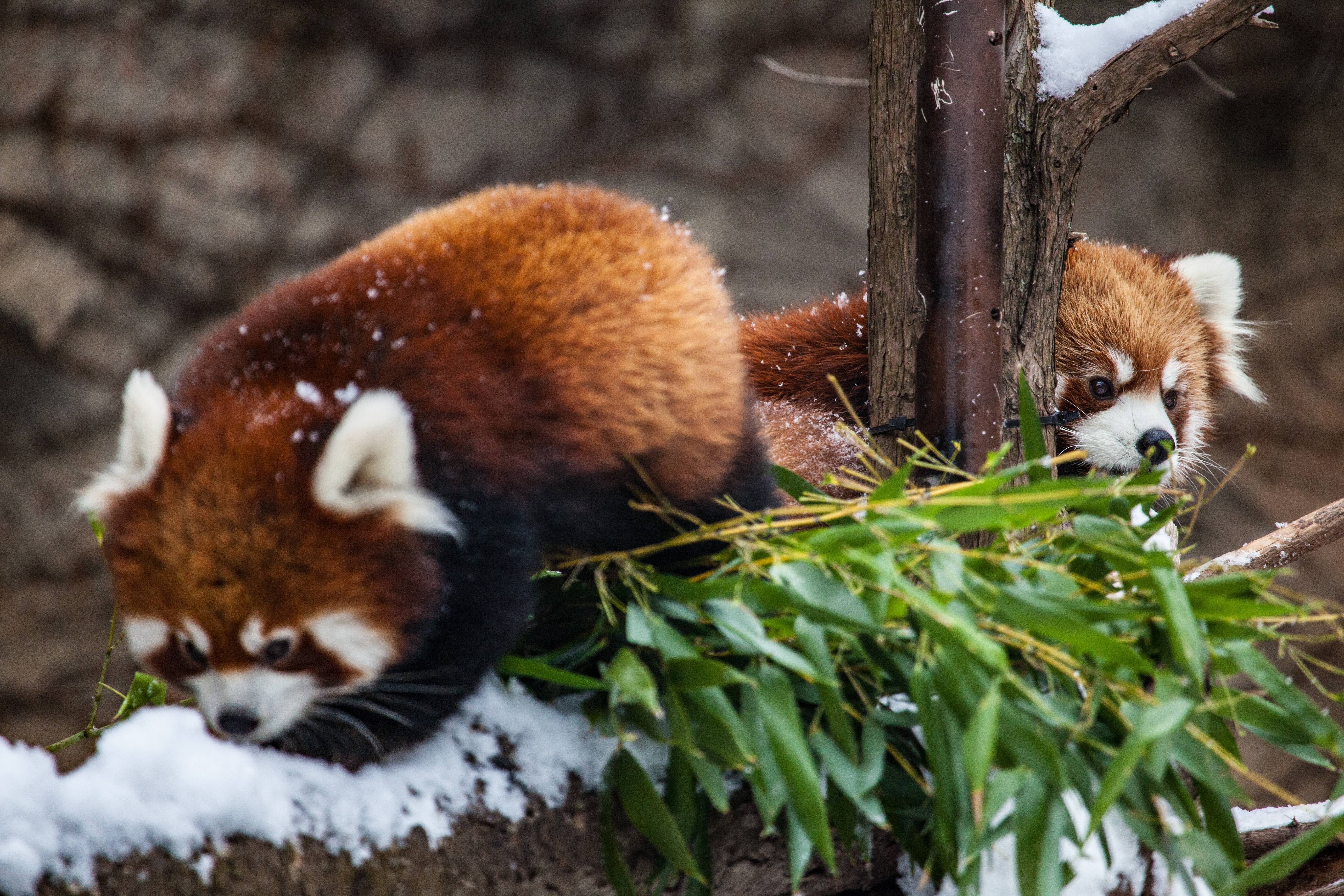Red Panda Chicago Zoo