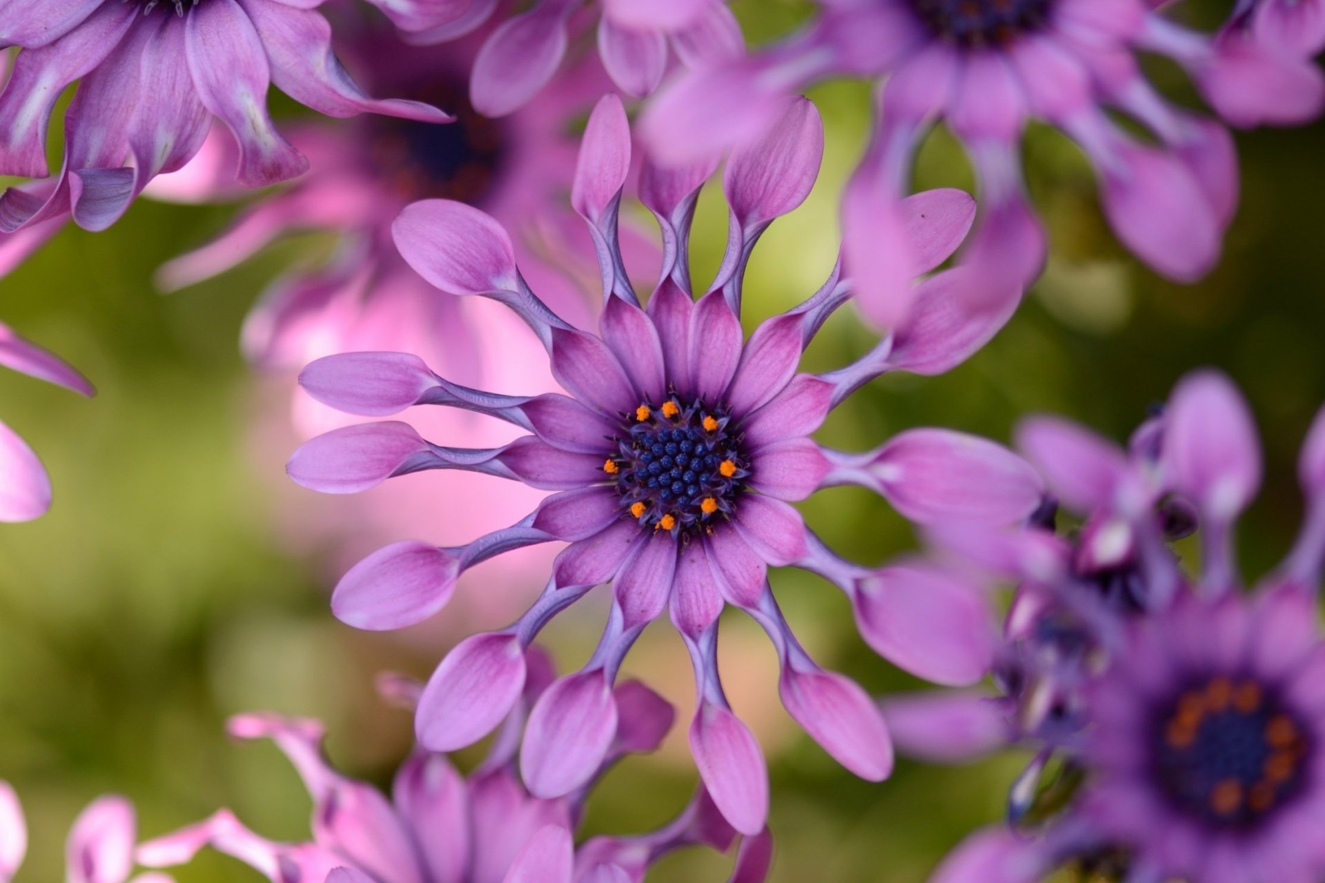 Download Purple Flower Flower Close-up Daisy Nature HD Wallpaper ...