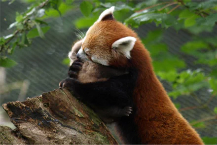 HD desktop wallpaper of a minor red panda resting on a tree branch surrounded by green foliage.