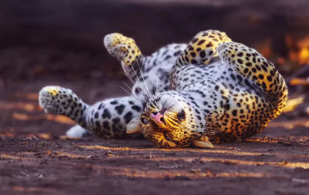 A leopard lying down on the ground, captured in a detailed HD PC desktop wallpaper showcasing the animal’s spots and relaxed pose.