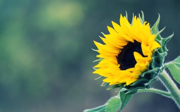 Earth Sunflower Flowers Flower Nature Bokeh Yellow Flower HD Wallpaper | Background Image