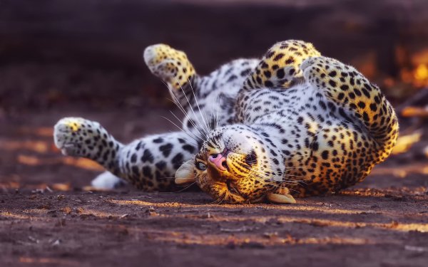 Animal Leopard Cats Lying Down HD Wallpaper | Background Image