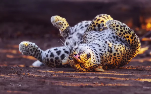 A leopard lying down on the ground, captured in a detailed HD PC desktop wallpaper showcasing the animal’s spots and relaxed pose.