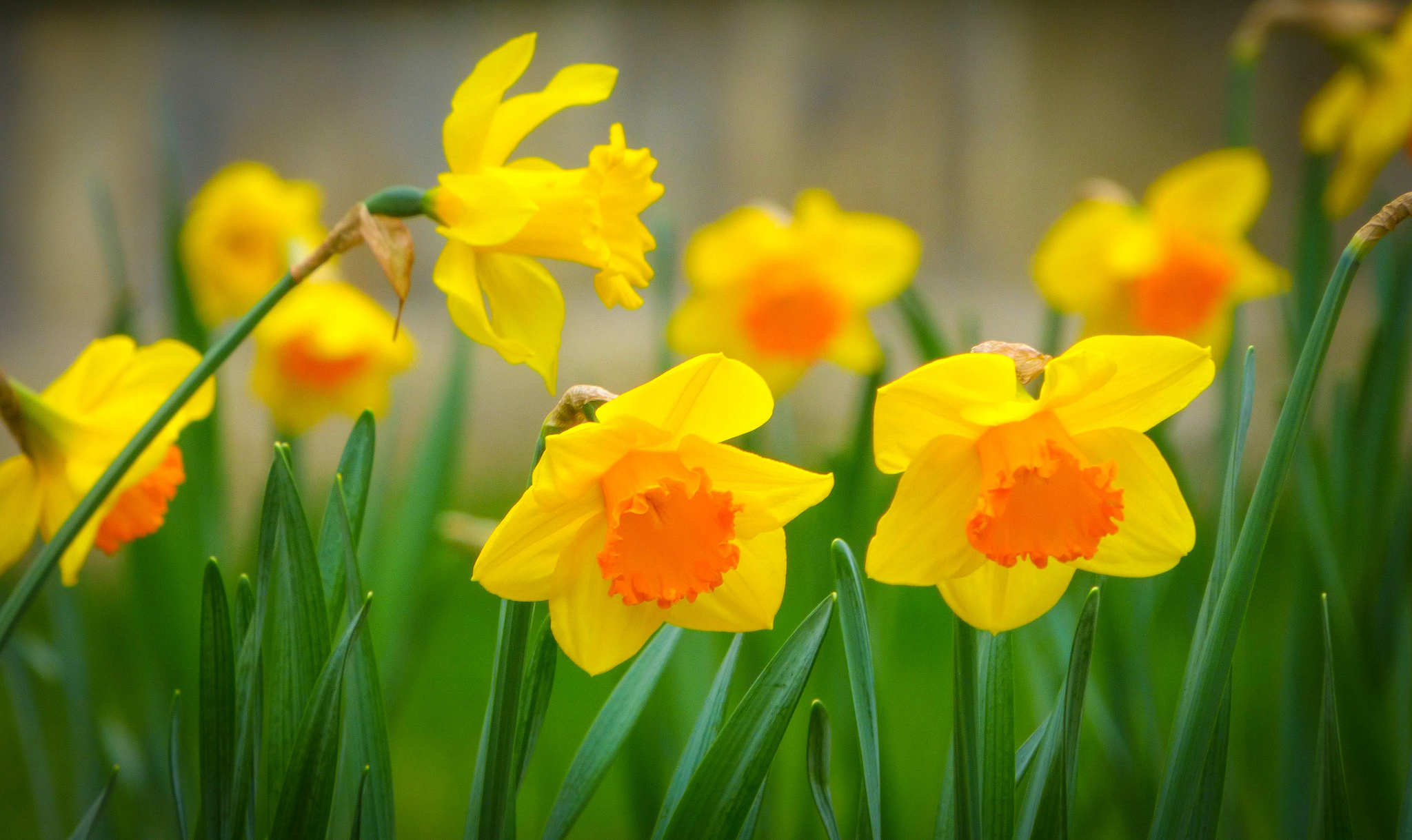 Earth Daffodil HD Wallpaper | Background Image