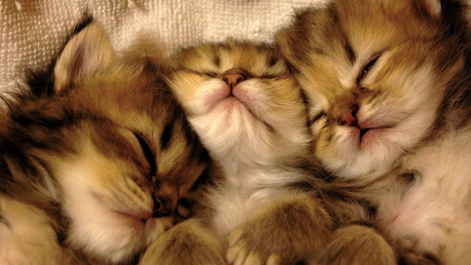 Three Sleeping Kittens HD Wallpaper | Background Image | 1920x1080