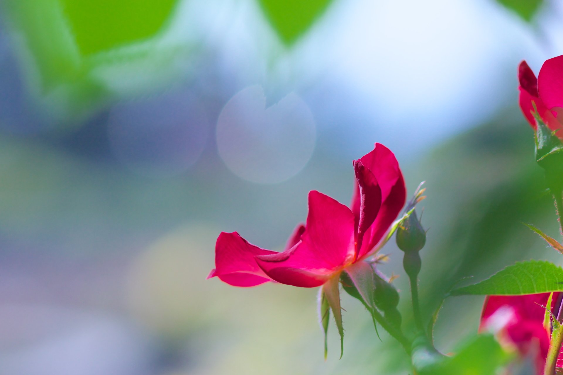 Close-up pink rose with soft bokeh nature background, 4K Ultra HD PC desktop wallpaper and background.