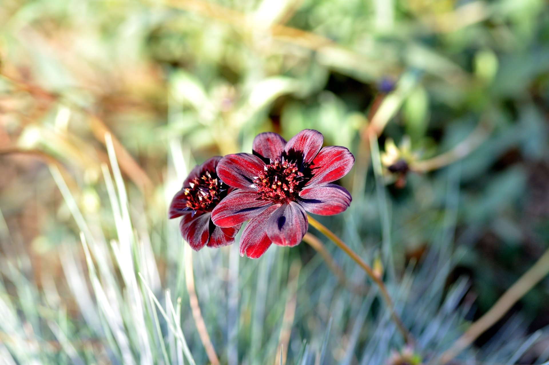 Download Bokeh Nature Red Flower Flower 4k Ultra HD Wallpaper