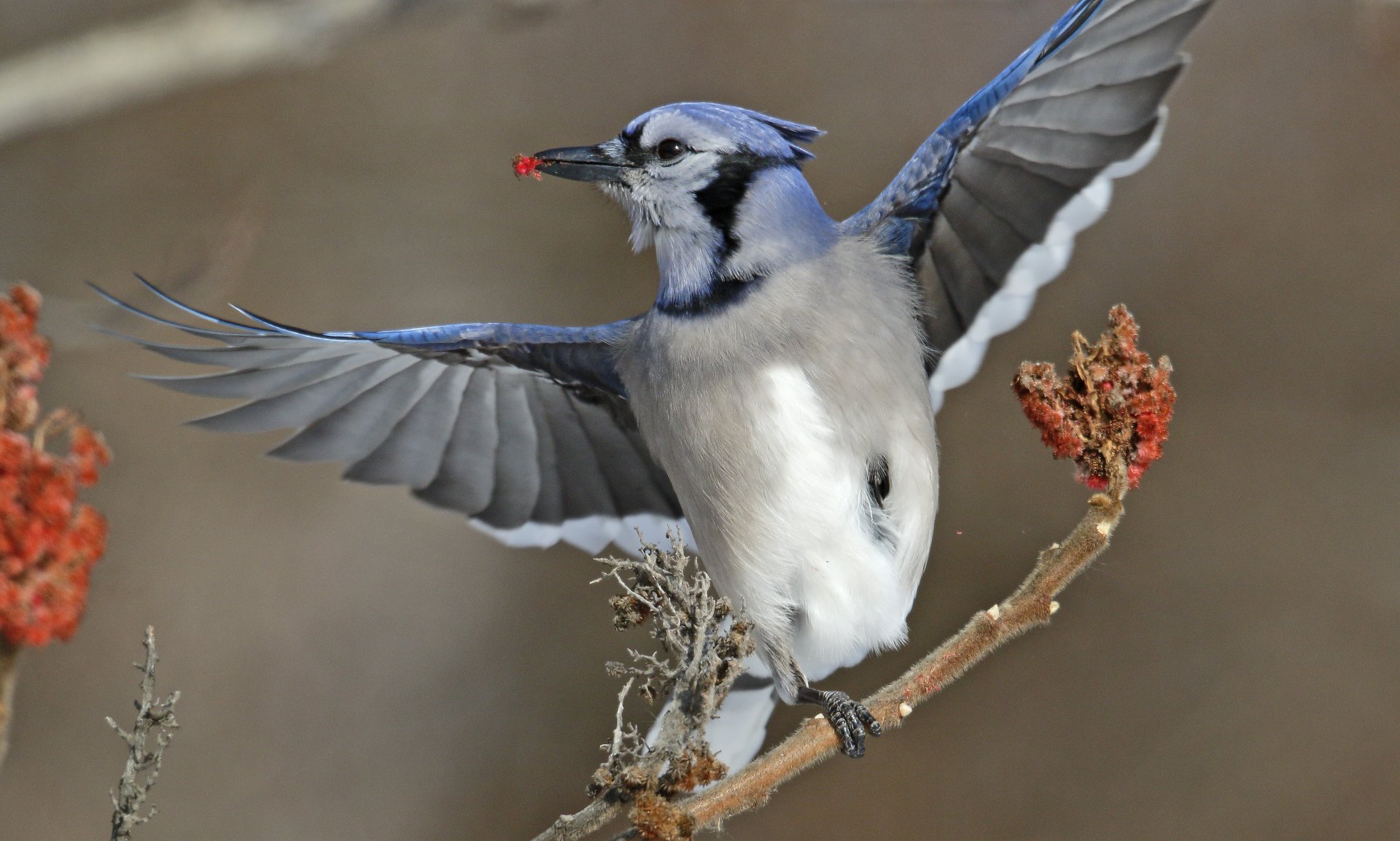 Blue Jay sunny wings at Turtle pond., Blue Jay sunny wings …