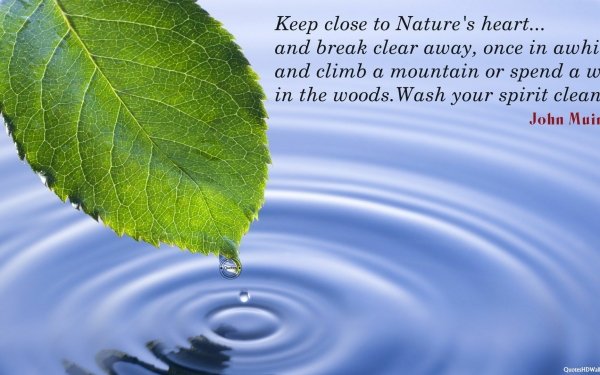 Misc Quote Leaf Water Drop HD Wallpaper | Background Image