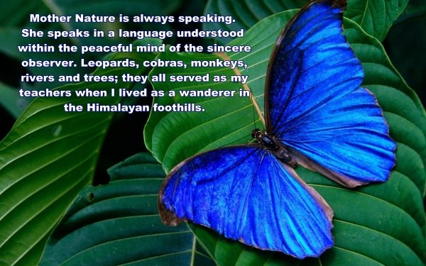 Misc Statement Quote Butterfly Blue Leaf HD Wallpaper | Background Image