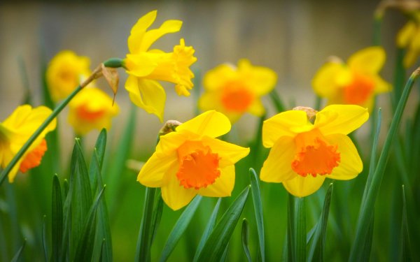 Nature Daffodil Flowers Grass Petal Spring Macro Flower Yellow Flower HD Wallpaper | Background Image