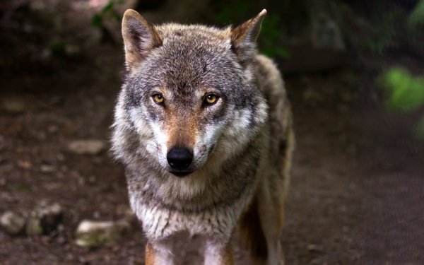 Animal Wolf Wolves Bokeh Stare HD Wallpaper | Background Image