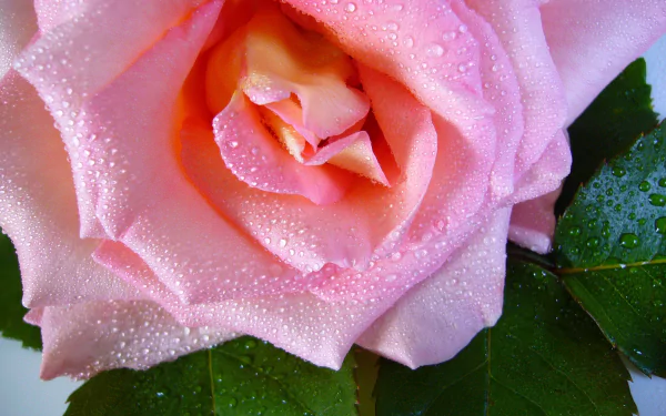 nature dew drop pink flower flower rose HD Desktop Wallpaper | Background Image