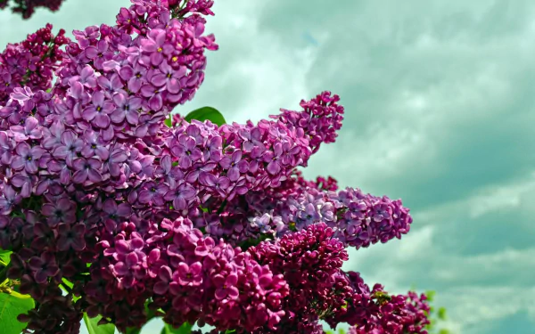 Close-up of vibrant purple lilac flowers against a cloudy sky, showcasing the beauty of nature. This high-definition image captures the essence of a blooming bush.