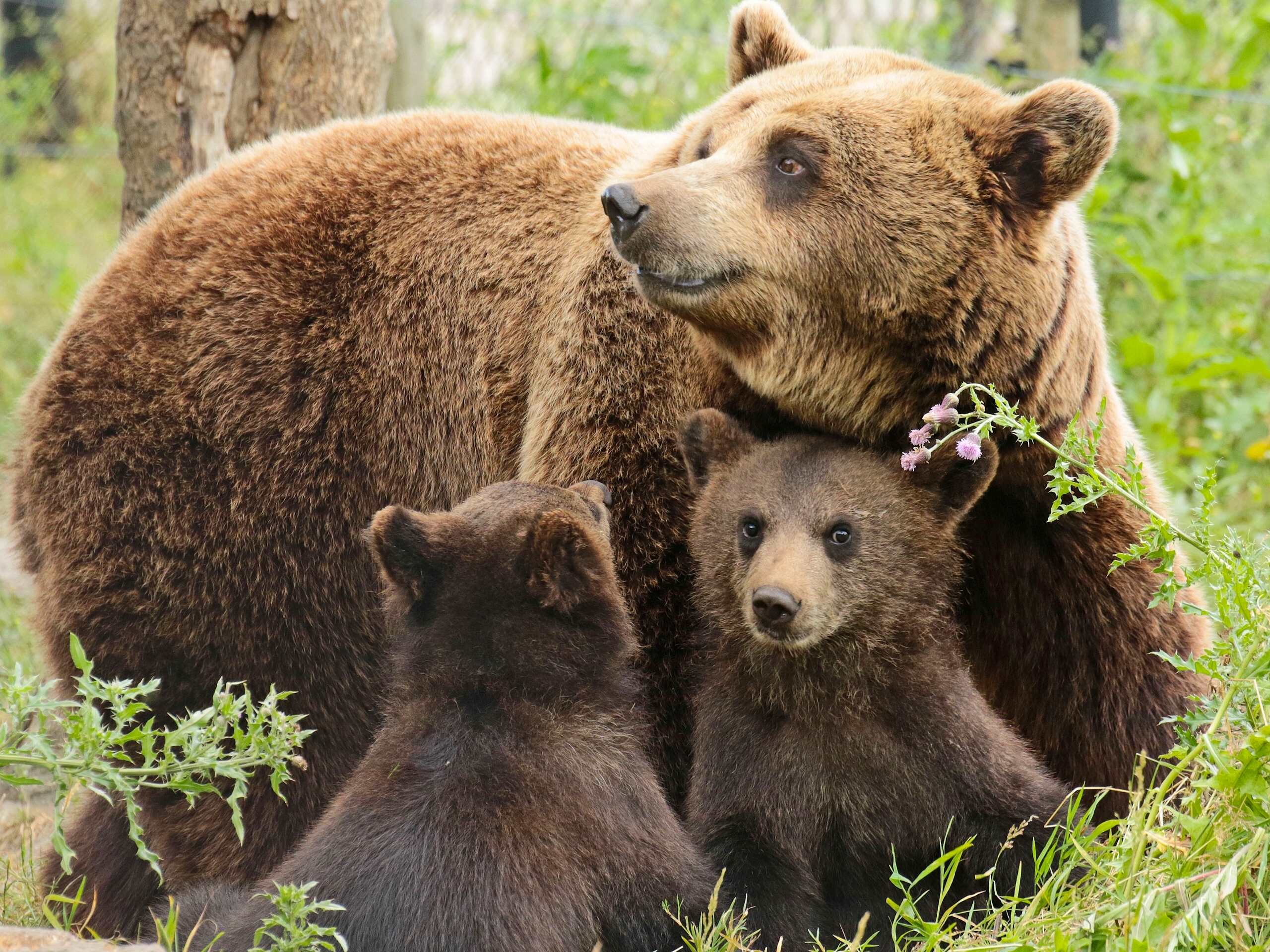 Mama Bear and her Cubs